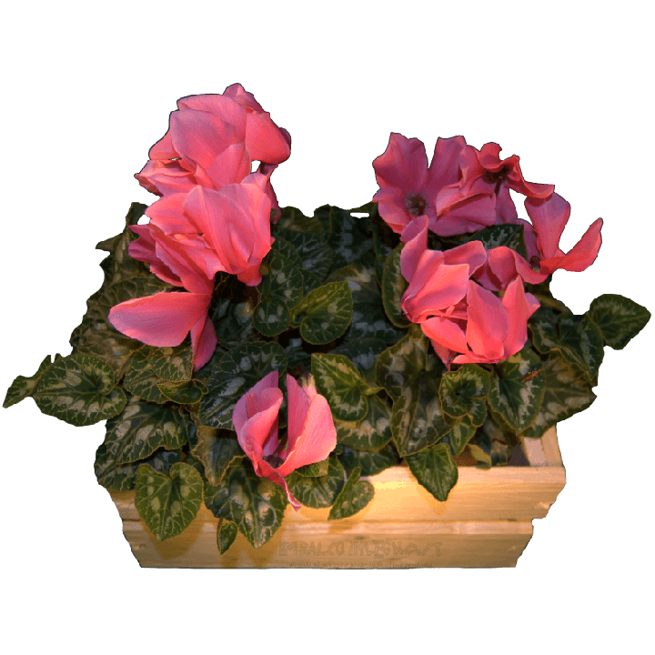 Cassa per fiori - Frontale con fiori