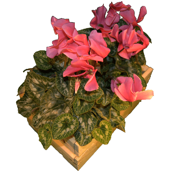 Cassa per fiori - Laterale sinistro con fiori