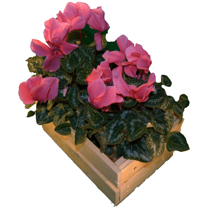 Cassa per fiori - Laterale destro con fiori